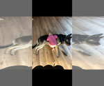 Small #4 German Shepherd Dog