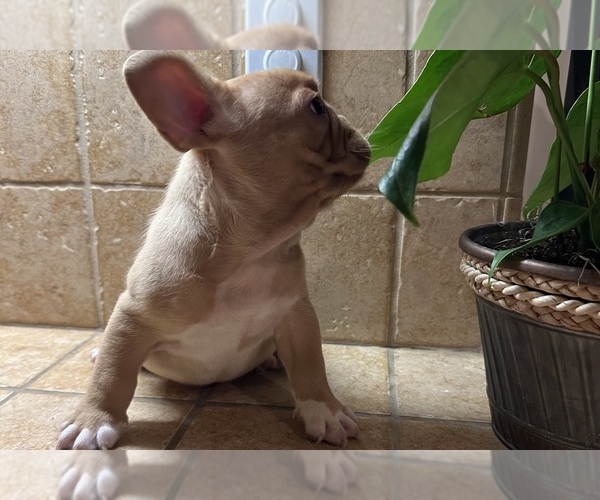 Medium Photo #8 French Bulldog Puppy For Sale in DISCOVERY BAY, CA, USA