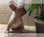Small #7 French Bulldog