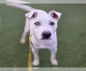 Labrador Retriever-Unknown Mix Dogs for adoption in Las Vegas, NV, USA