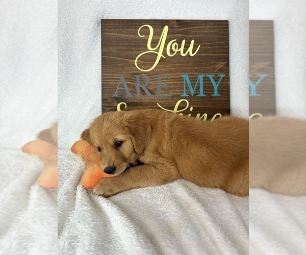 Medium Photo #3 Golden Retriever Puppy For Sale in GREENFIELD, IN, USA