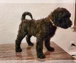 Small #7 Goldendoodle-Soft Coated Wheaten Terrier Mix