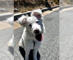 Small Photo #4 Australian Shepherd Puppy For Sale in Salinas, CA, USA