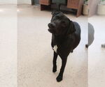 Small #6 Labrador Retriever-Pembroke Welsh Corgi Mix