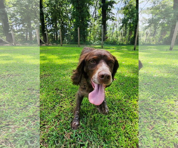Medium Photo #2 Brittany Puppy For Sale in Curwensville, PA, USA
