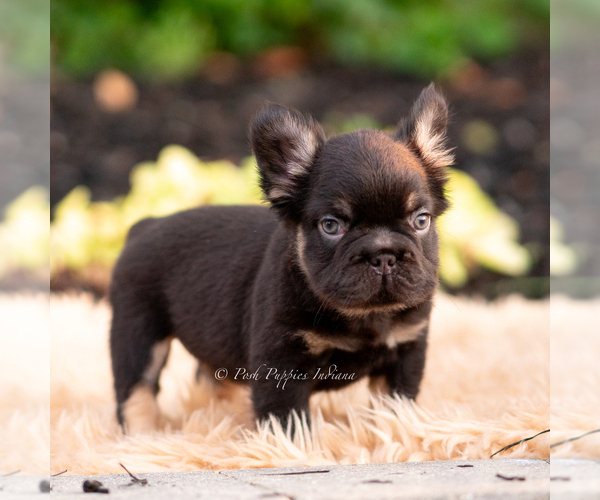 Medium Photo #6 French Bulldog Puppy For Sale in WARSAW, IN, USA