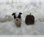 Small Photo #19 Shiranian Puppy For Sale in HAYWARD, CA, USA