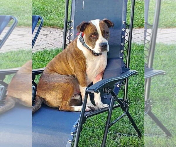 Medium Photo #2 American Pit Bull Terrier-Unknown Mix Puppy For Sale in Germantown, OH, USA