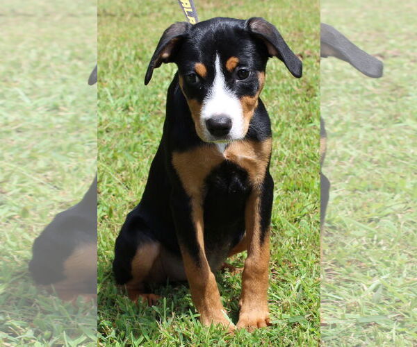 Medium Photo #3 Labrador Retriever-Unknown Mix Puppy For Sale in Prattville, AL, USA