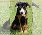 Small #2 Labrador Retriever Mix