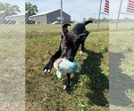 Small #3 Labrador Retriever Mix