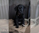Small Photo #10 Labrador Retriever Puppy For Sale in STROUD, OK, USA