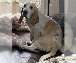 Basset Hound Dogs for adoption in Deepwater, NJ, USA
