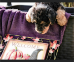 Small Photo #11 Airedale Terrier Puppy For Sale in OLEAN, NY, USA