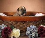 Small #14 Olde English Bulldogge