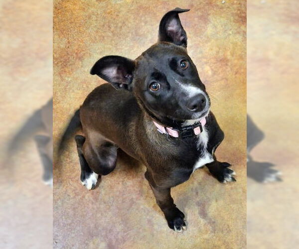 Medium Photo #2 Mutt Puppy For Sale in Mountain View, AR, USA