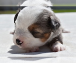 Small Photo #4 Miniature Australian Shepherd Puppy For Sale in PALM COAST, FL, USA