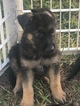 Small Photo #21 German Shepherd Dog Puppy For Sale in LOX, FL, USA