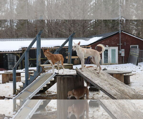 Medium Photo #7 Saluki-Whippet Mix Puppy For Sale in Sebec, ME, USA