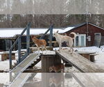 Small #6 Saluki-Whippet Mix
