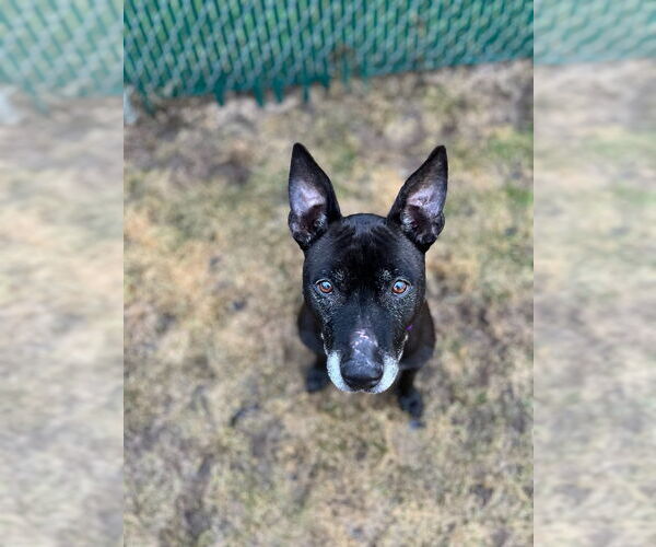 Medium Photo #3 Mutt Puppy For Sale in South Bend, IN, USA