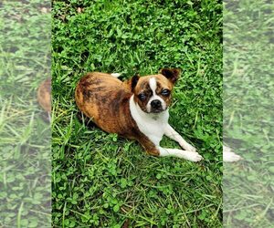 Chihuahua Puppy for sale in MOUNT AIRY, NC, USA