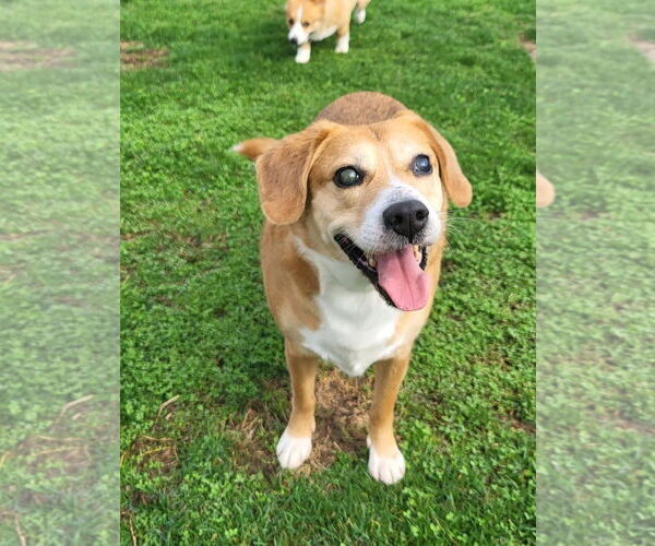 Medium Photo #1 Beagle-Unknown Mix Puppy For Sale in Germantown, OH, USA