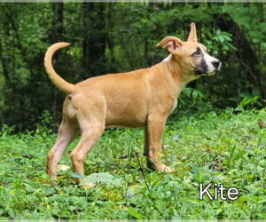 Kite - Female Mutt Dog for Adoption - Photo #2