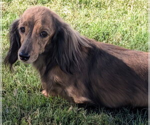 Nina in TN - Female Dachshund Dog for Adoption - Photo #5