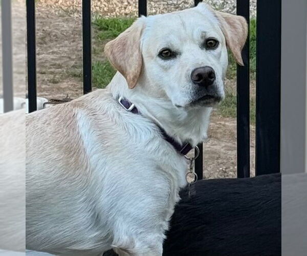 Medium Photo #9 Labrador Retriever-Unknown Mix Puppy For Sale in Canton, CT, USA