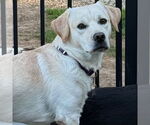 Small #8 Labrador Retriever Mix