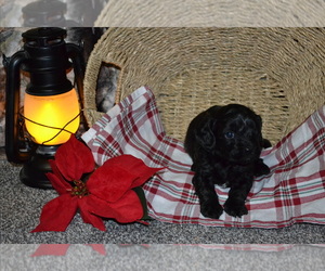 Medium Cavapoo (Miniature)