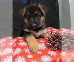 Small Photo #1 German Shepherd Dog Puppy For Sale in NORWICH, OH, USA