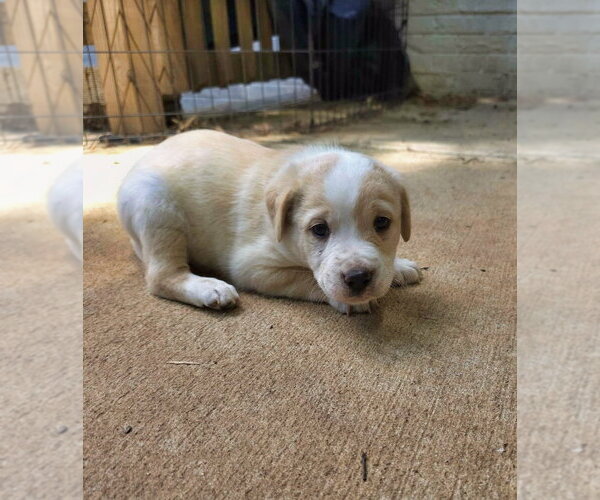 Medium Photo #3 Shepweiller Puppy For Sale in Raleigh, NC, USA