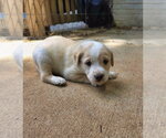 Small #2 Shepweiller