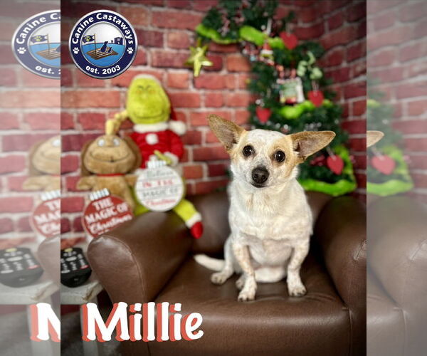 Medium Photo #4 Chihuahua-Unknown Mix Puppy For Sale in Arcadia, FL, USA