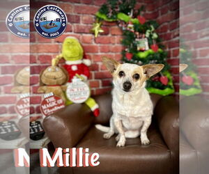 Millie - Female Chihuahua-Unknown Mix Dog for Adoption - Photo #2