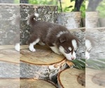 Small #26 Pomsky
