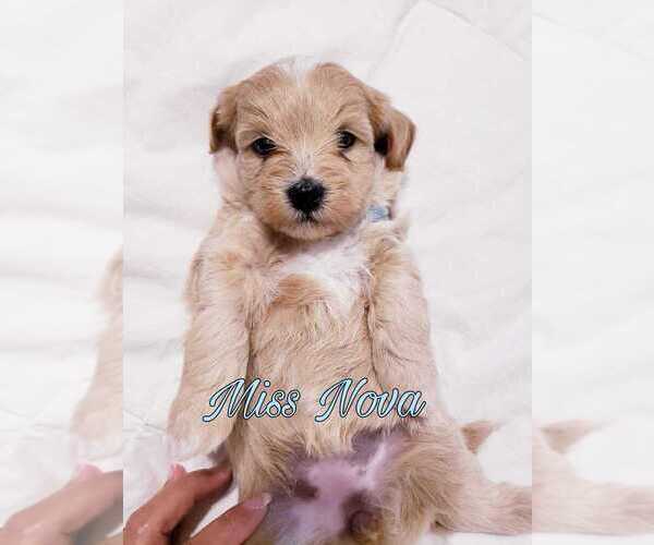 Medium Photo #1 ShihPoo Puppy For Sale in SPRING HILL, FL, USA