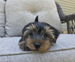 Yorkshire Terrier Litter for sale in RHOADESVILLE, VA, USA