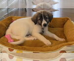 Small #3 Great Pyrenees Mix