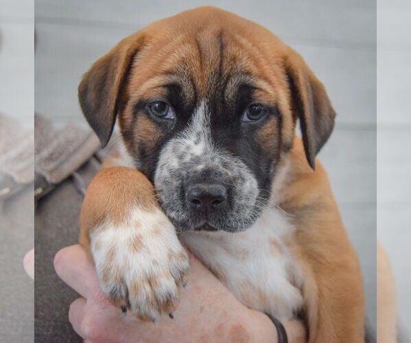 Medium Photo #5 Boxer-Colonial Cocker Spaniel Mix Puppy For Sale in Huntley, IL, USA