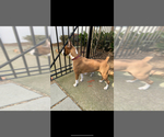 Small Photo #1 Boxer Puppy For Sale in GRAYSON, GA, USA
