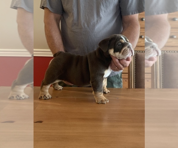 Medium Photo #2 English Bulldog Puppy For Sale in DAYTON, OH, USA