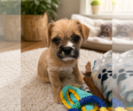 Small French Bulldog