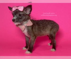 Chihuahua Dogs for adoption in BREA, CA, USA