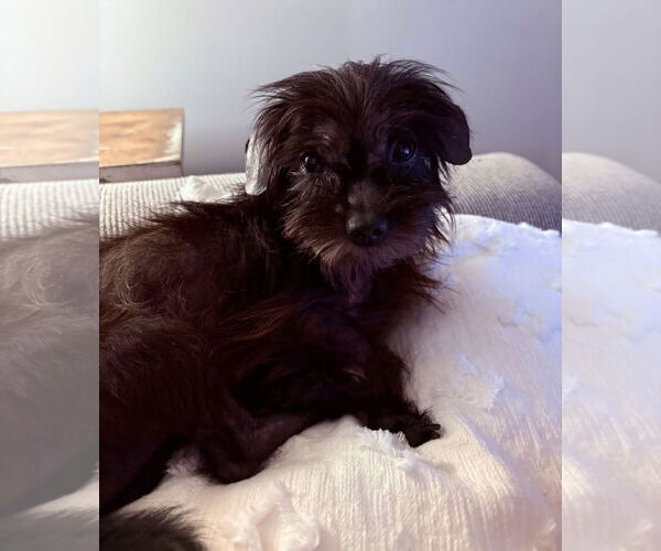 Medium Photo #1 Mutt Puppy For Sale in Germantown, OH, USA