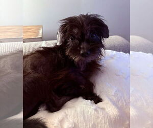 Mutt Dogs for adoption in Germantown, OH, USA