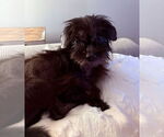 Small Mutt