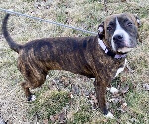 American Pit Bull Terrier-Unknown Mix Dogs for adoption in Olathe, KS, USA